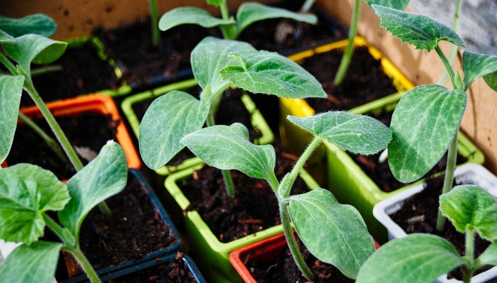 Eco-Garden : Conseils permaculture