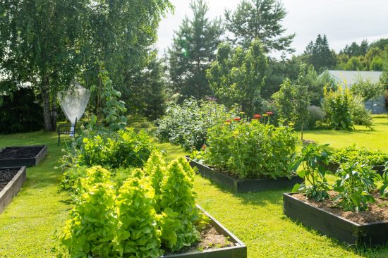Ecogarden -Permaculture - Carrés