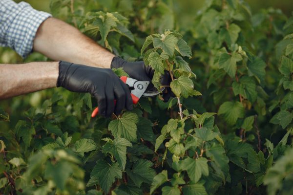 Jardin entretenu et aménagé par EcoGarden dans le Brabant wallon