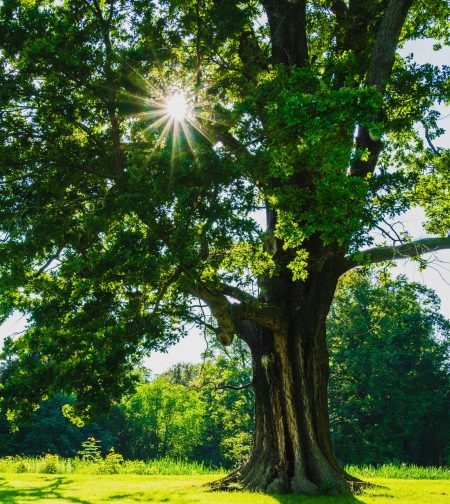 pexels-snoopy42-25945846